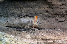 Γεννήθηκε για πρώτη φορά μετά από 6 χρόνια Ασπροπάρης στα Μετέωρα 