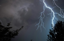 κεραυνος, δεντρα