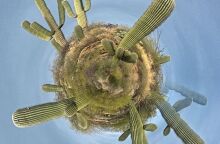 Κάκτοι με μπλε φόντο, που μοιάζουν με νησίδα στη θάλασσα