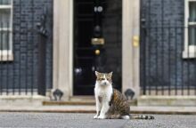 O Larry έξω από την Ντάουνινγκ Στριτ