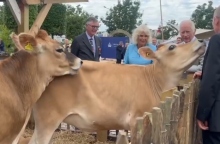 «Παιχνιδιάρικες» αγελάδες καβάλησαν η μία την άλλη μπροστά στη βασίλισσα Καμίλα (Βίντεο)