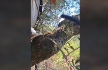 φιδι, δεντρο, νερο