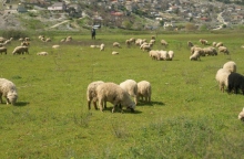 λιβαδι, προβατα, βοσκος