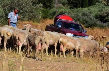 προβατα, βοσκος, φορτηγακι