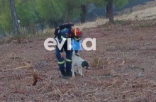 Φωτιά στην Εύβοια: Πυροσβέστης έσωσε σκυλάκι μέσα από το δάσος