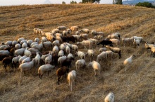 Στα 35 τα κρούσματα πανώλης των μηρυκαστικών - Αναμένονται τα αποτελέσματα από την Κομοτηνή