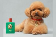 Fefé by Dolce & Gabbana: Το νέο άρωμα για σκύλους κοστίζει $100