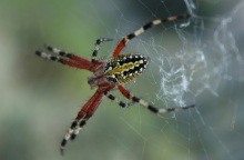 Ηλεία: Πέθανε ο 48χρονος που δέχθηκε τσίμπημα από αράχνη
