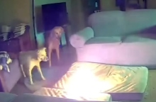 σκυλια, φωτια, σπιτι