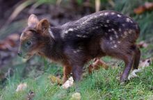 Nέα Υόρκη: Ένα από τα μικρότερα ελάφια στον κόσμο στον ζωολογικό της κήπο