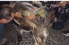 Σαντορίνη: Kαταγγελία για εξαντλημένο γαϊδουράκι που κατέρρευσε από το βάρος του φορτίου