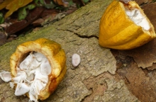 κοκκοι κακαο