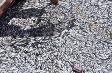 Νεκρά ψάρια στα νερά του Βόλου