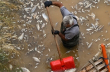 Βόλος: Καθαρός από τα νεκρά ψάρια ο Ξηριάς - Ολοκληρώθηκε η γιγάντια επιχείρηση απομάκρυνσής τους