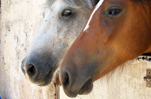 H ιστορία των 100 αδέσποτων αλόγων του Υμηττού