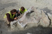 απολιθώματα δεινοσαύρου