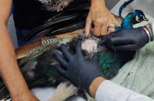 τραυματισμενο παγωνι