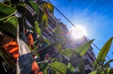 ουρανος, συννεφα, δεντρα