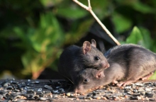 2 αρουραιοι