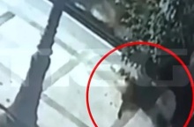 Πρόστιμο 100.000 ευρώ στον άνδρα που σκότωνε αδέσποτα ζώα στον Βόλο