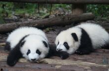 Νεογέννητα πάντα ανοίγουν τα μάτια τους για πρώτη φορά 