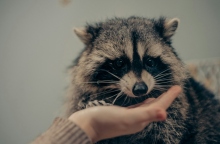 χερι ταιζει ρακουν