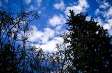 ουρανος, συννεφα, δεντρα