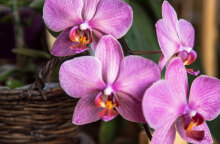 10 Φυτά εσωτερικού χώρου για τον χειμώνα