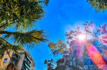 ουρανος, δεντρα, ηλιος