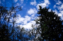 ουρανος, συννεφα, δεντρα