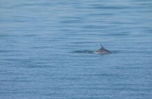 28η Οκτωβρίου: Και τα δελφίνια του Θερμαϊκού «παρελαύνουν» στη Θεσσαλονίκη