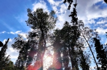 ουρανος, συννεφα, δεντρα