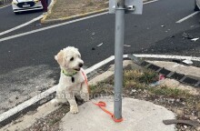 Λαμία: Μηνύματα από όλη την Ελλάδα για το σκυλάκι μετά το χαμό του αφεντικού του σε τροχαίο