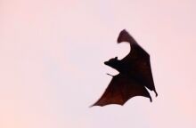 Σιδηρόδρομος