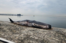 Μπακού: «Πτώμα» φάλαινας έχει σκοπό την ευαισθητοποίηση για την κλιματική αλλαγή