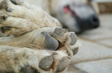 σκυλος ξαπλωμενος