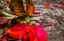 φθινοπωρινά φύλλα