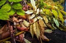 φθινοπωρινά φύλλα