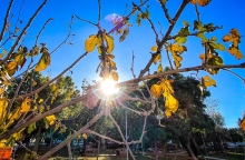 δεντρα, ουρανος, συννεφα