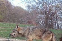 Ταΰγετος: Επανεμφάνιση λύκων έναν αιώνα μετά