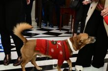 Ο Πίνατ με το εορταστικό του ντύσιμο έκλεψε την παράσταση στα κάλαντα στο Μαξίμου