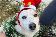 Αδεσποτούλια Ξάνθης