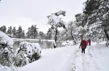 χιονια, δασος