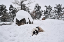 χιονια, δασος, σκυλος