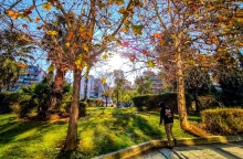 δεντρα, ουρανος, συννεφα, ηλιος