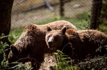 Θεσσαλονίκη: Χωριστά μετά από 10 χρόνια έπεσαν σε χειμέριο λήθαργο δύο ηλικιωμένες αρκούδες στον ΑΡΚΤΟΥΡΟ!	
