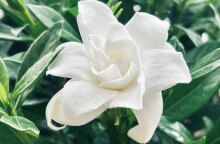 Φυτά του χειμώνα και πως να τα προστατεύσετε από το κρύο