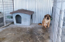 Κυνοκομείο Τρίπολης