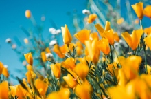 κιτρινα λουλουδια, ουρανος, συννεφα