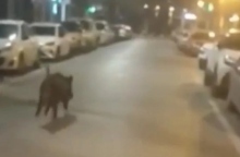 Αγριογούρουνο τρεχει σε δρομο